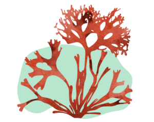 Red sea moss watercolour 