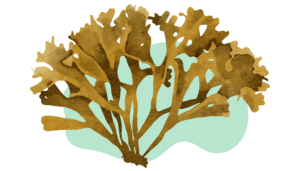 Gold sea moss watercolour 