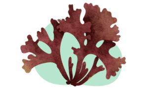 Brown sea moss watercolour 