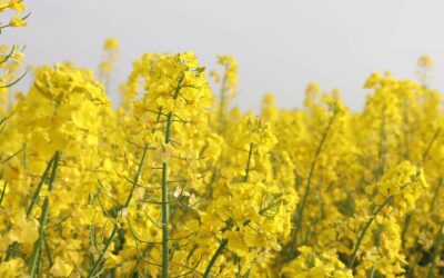 What are the health benefits of rapeseed oil? 