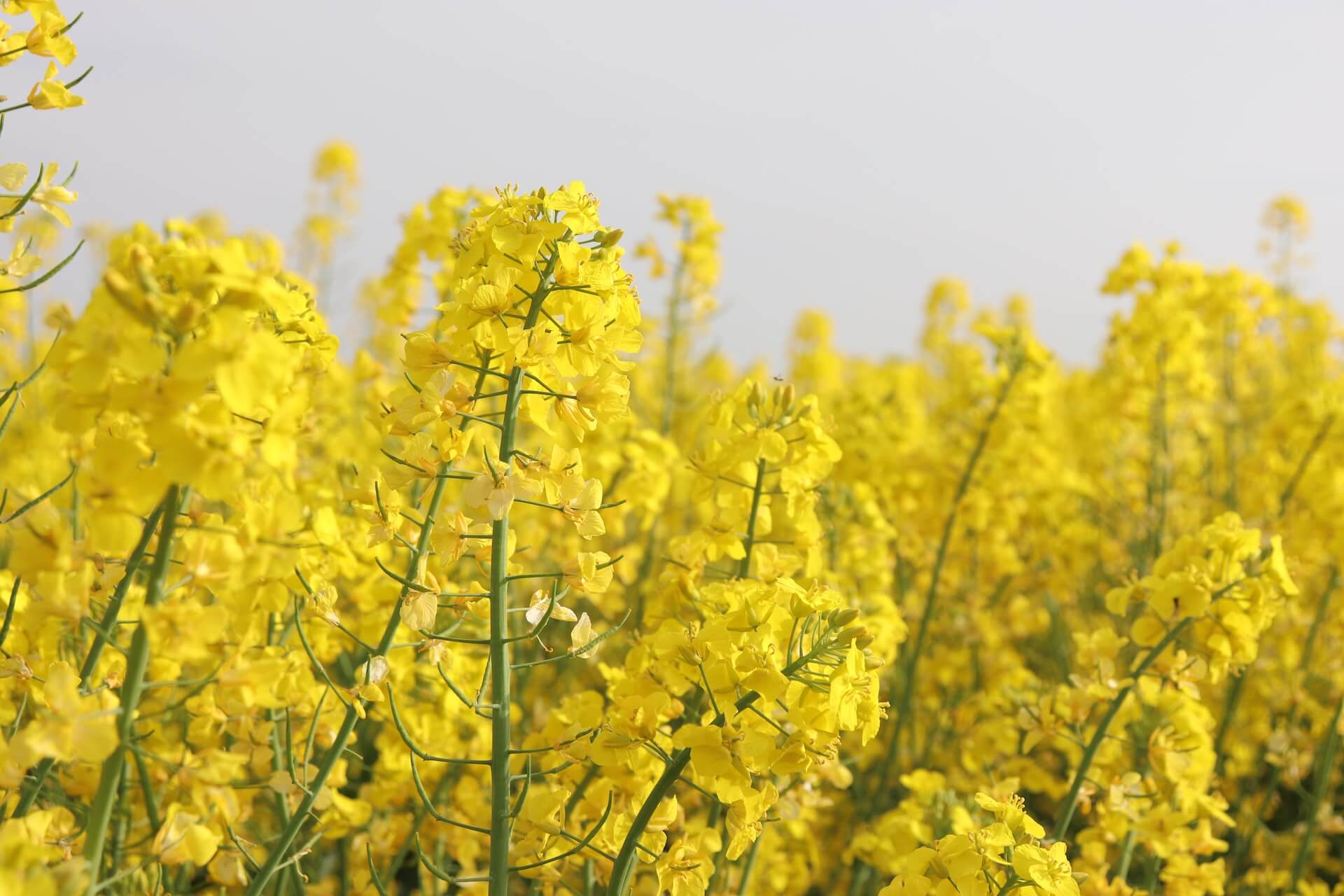 What Are The Health Benefits Of Rapeseed Oil? - Hey Fresto!